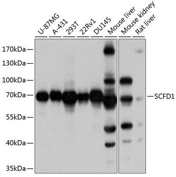 SCFD1 Antibody