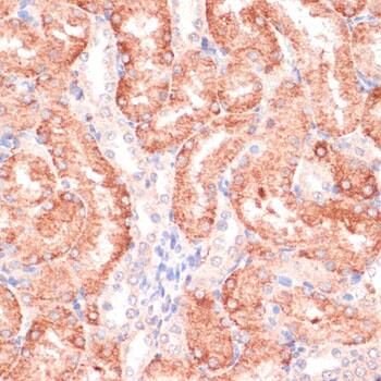 RPIA Antibody