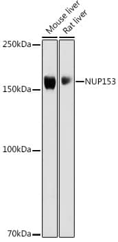 Nup153 Antibody