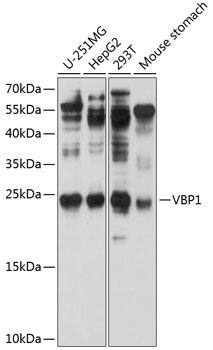 VBP1 Antibody