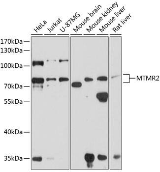 MTMR2 Antibody