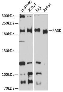 PASK Antibody