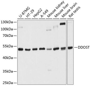 DDOST Antibody