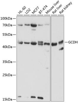 GCDH Antibody