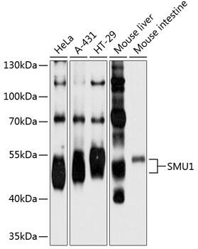 smu1 Antibody