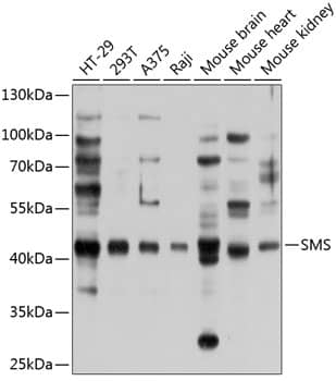 Spermine synthase Antibody