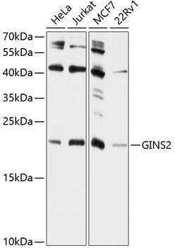 PSF2 Antibody