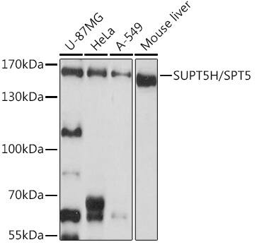 SUPT5H Antibody