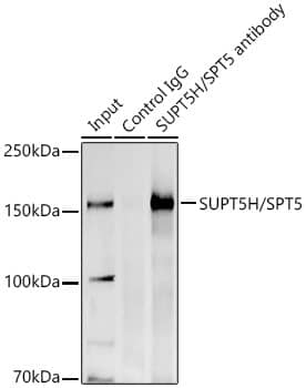 SUPT5H Antibody