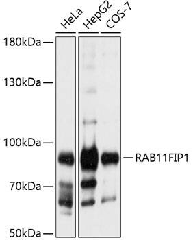 FIP1/RCP Antibody