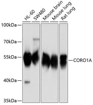Coronin-1a Antibody