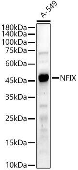 NFIX Antibody