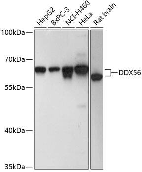 DDX56 Antibody