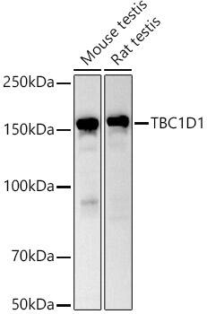 TBC1D1 Antibody
