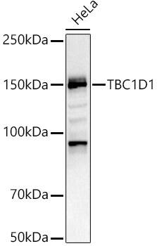 TBC1D1 Antibody