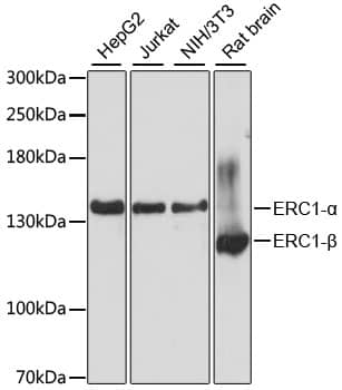 ELKS Antibody