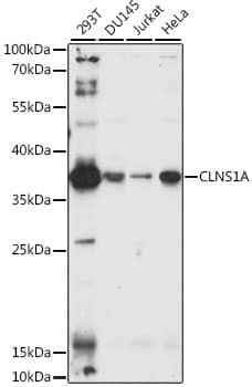 CLNS1A Antibody