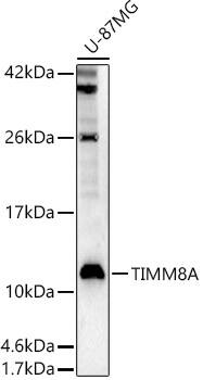 TIMM8A Antibody