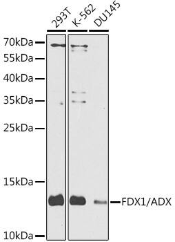 FDX1 Antibody