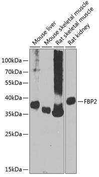 FBP2 Antibody