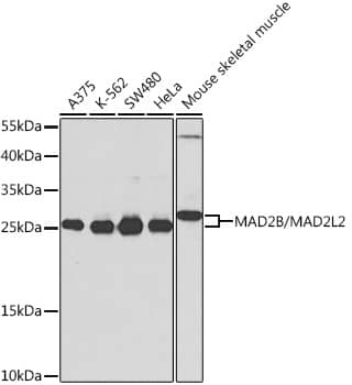 MAD2L2 Antibody