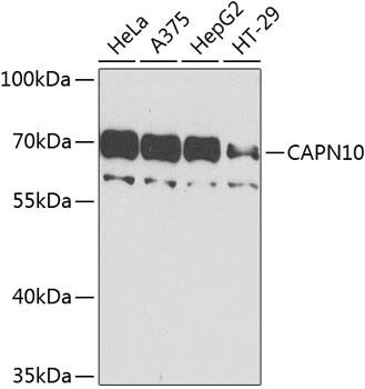 Calpain 10 Antibody