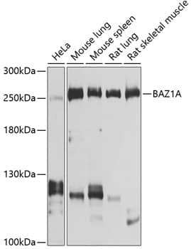 ACF1 Antibody