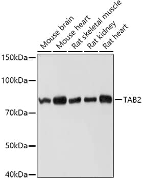 TAB2 Antibody