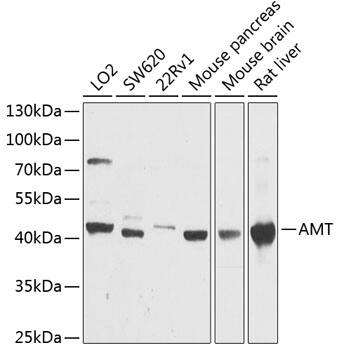 Aminomethyltransferase Antibody