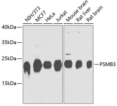 Proteasome 20S beta 3 Antibody