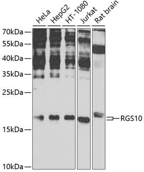 RGS10 Antibody