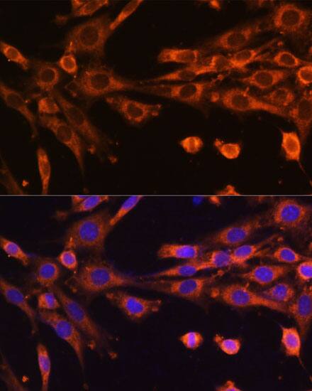 SUV3L1 Antibody