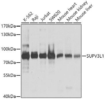 SUV3L1 Antibody