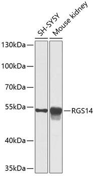 RGS14 Antibody