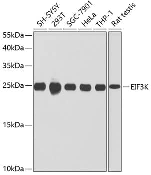 eIF3K Antibody