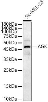 Acylglycerol Kinase Antibody