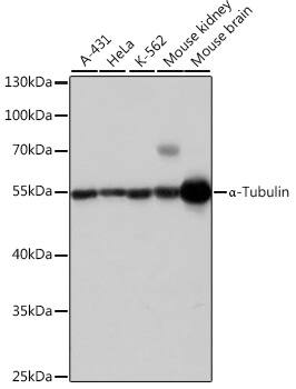 alpha Tubulin 4a Antibody