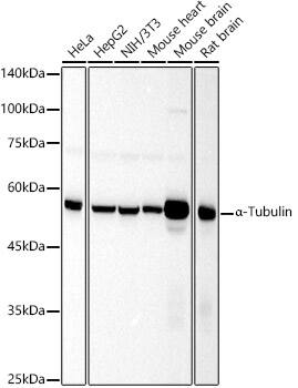 alpha Tubulin 4a Antibody
