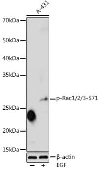 Rac1 [p Ser71] Antibody