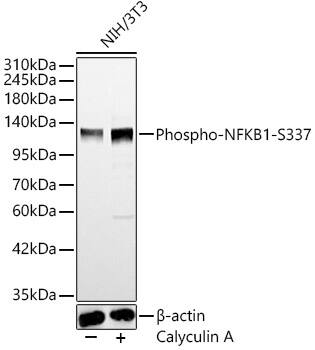 NFkB p105/p50 [p Ser337] Antibody