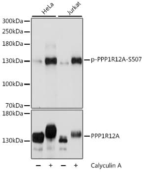 Myosin Phosphatase [p Ser507] Antibody