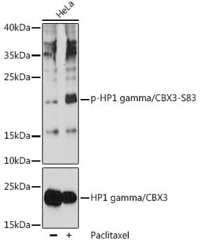 CBX3 [p Ser83] Antibody