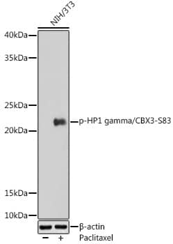 CBX3 [p Ser83] Antibody