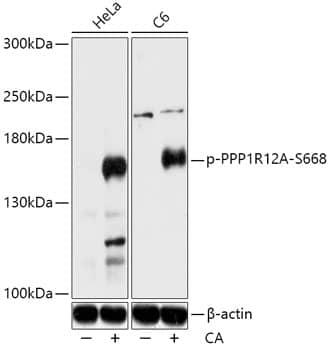 Myosin Phosphatase [p Ser668] Antibody