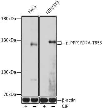 Myosin Phosphatase [p Thr853] Antibody