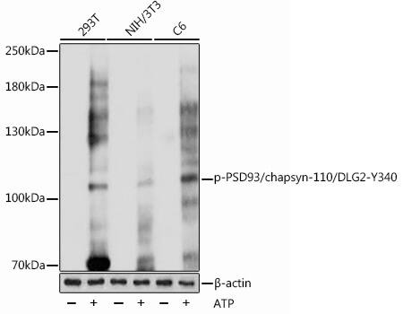 PSD93 [p Tyr340] Antibody