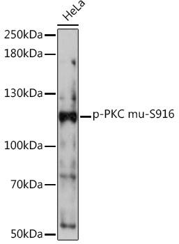 PKC mu [p Ser916] Antibody