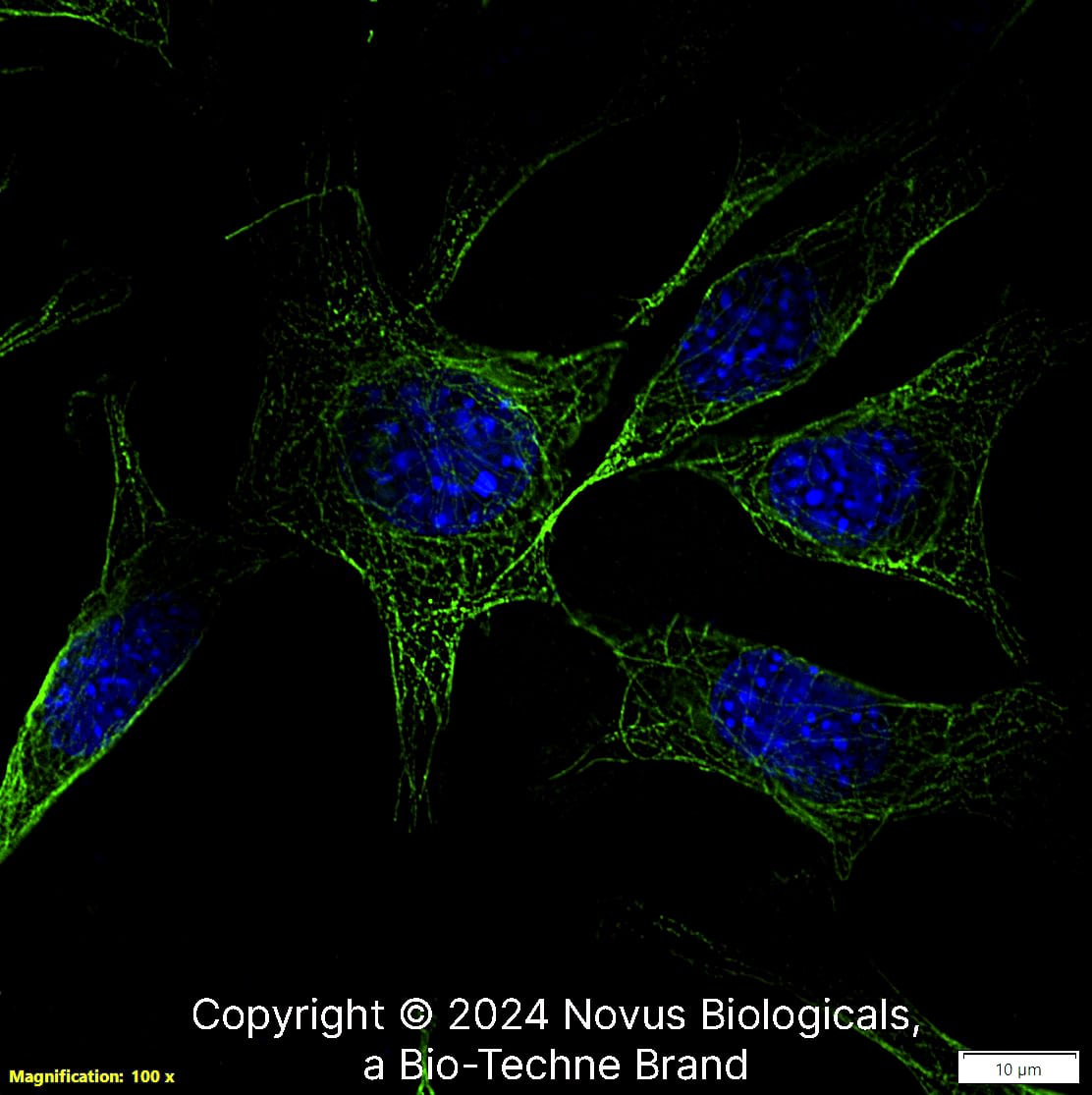 alpha Tubulin Antibody (DM1AR) alpha Tubulin (DM1AR) in NIH-3T3 Mouse Cell Line.