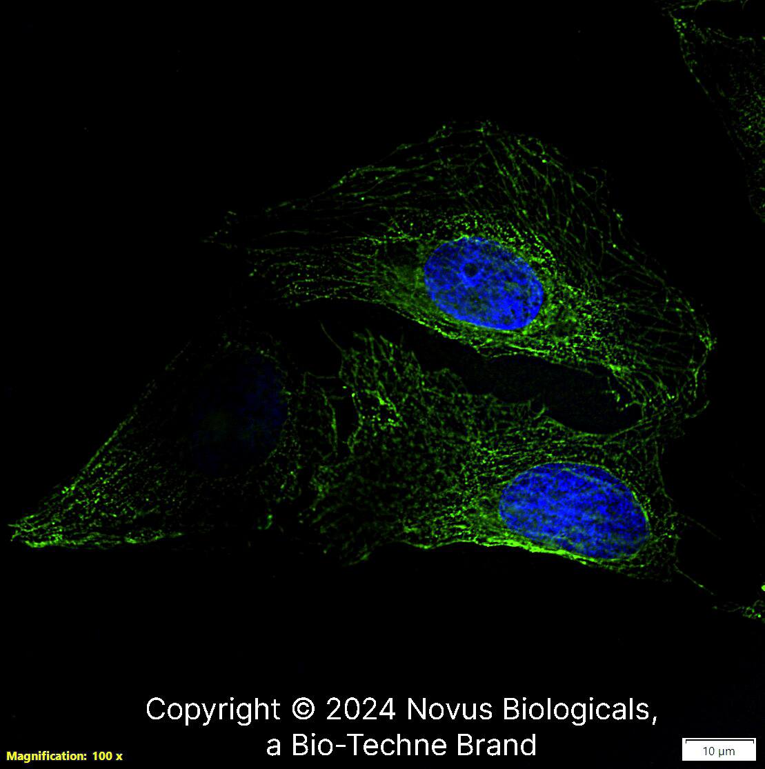 alpha Tubulin Antibody (DM1AR) alpha Tubulin (DM1AR) in U-2 OS Human Cell Line.