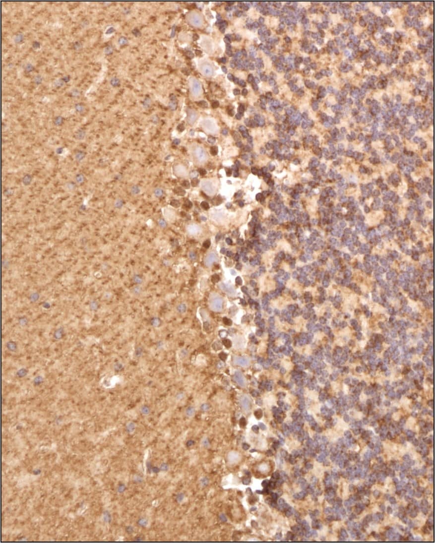 alpha Tubulin Antibody (DM1AR) Immunohistochemical Staining of alpha Tubulin in Mouse Brain